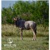 Image 1 : 1.1 White-Bearded Wildebeest Yearlings