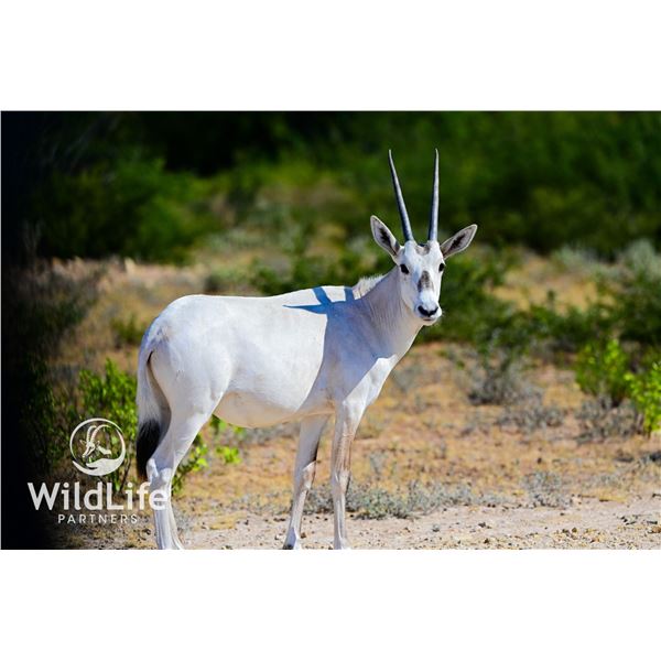 0.2 Arabian Oryx Yearlings