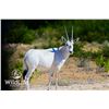Image 1 : 0.2 Arabian Oryx Yearlings