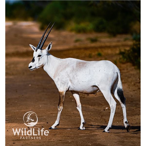 2.0 Arabian Oryx Yearlings