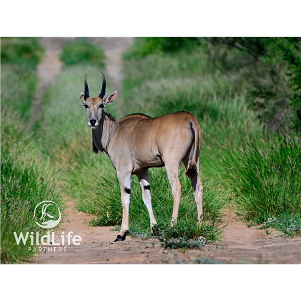 0.2 Eland Yearlings