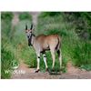 Image 1 : 0.2 Eland Yearlings