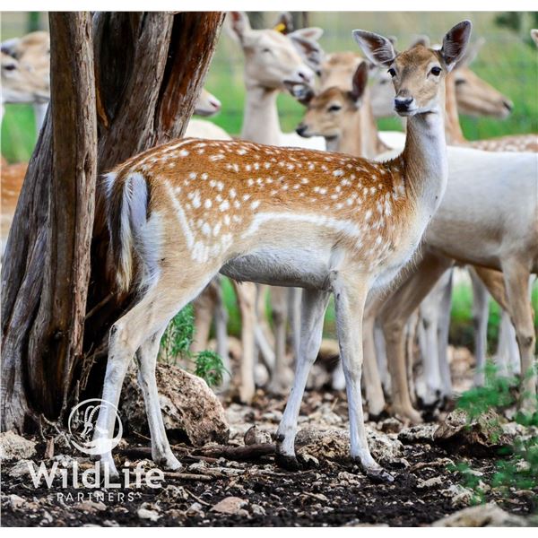 0.4 Spotted Fallow Yearlings