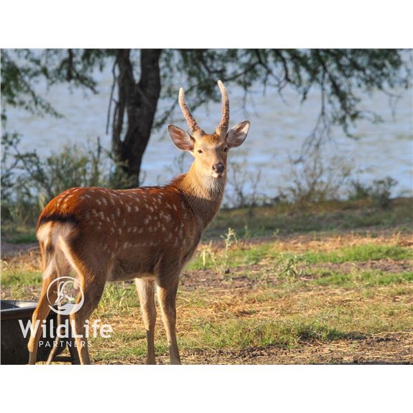 2.0 Dybowski Sika Yearlings