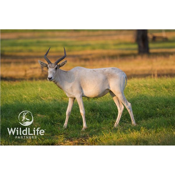 0.2 Addax Yearlings