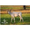 Image 1 : 0.2 Addax Yearlings
