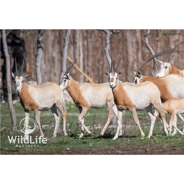 2.5 Scimitar Oryx Yearlings