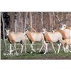 Image 1 : 2.5 Scimitar Oryx Yearlings