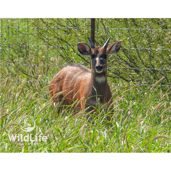 2.0 Sitatunga Yearlings