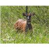 Image 1 : 2.0 Sitatunga Yearlings