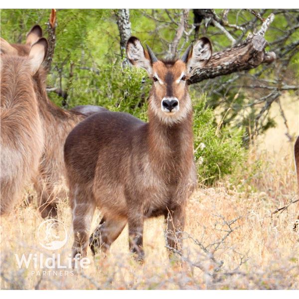 1.1 Waterbuck Yearlings