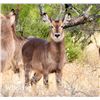 Image 1 : 1.1 Waterbuck Yearlings