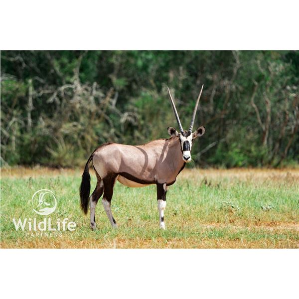 0.2 Gemsbok Yearlings