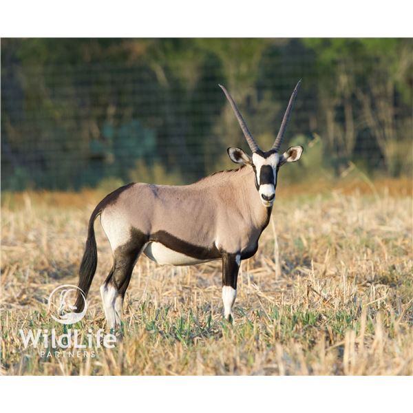 2.0 Gemsbok Yearlings