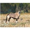 Image 1 : 2.0 Gemsbok Yearlings