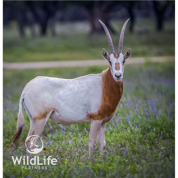 2.5 Scimitar Oryx Yearlings