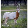 Image 1 : 2.5 Scimitar Oryx Yearlings