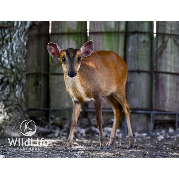 0.2 Muntjac Yearlings