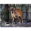 Image 1 : 0.2 Muntjac Yearlings