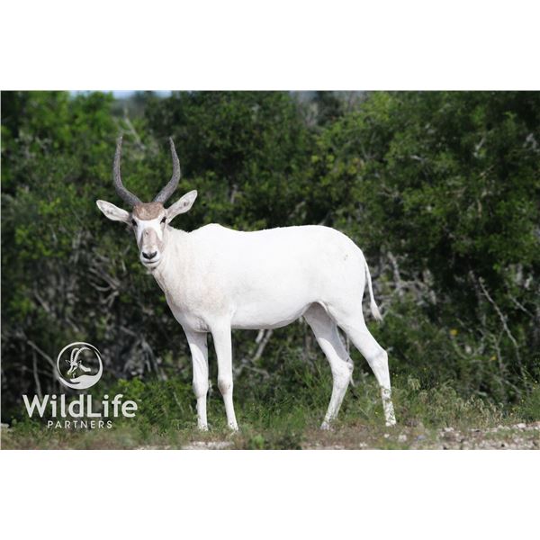 0.2 Female Addax Yearlings