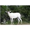 Image 1 : 0.2 Female Addax Yearlings
