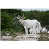 Image 1 : 1.1 Addax Yearlings