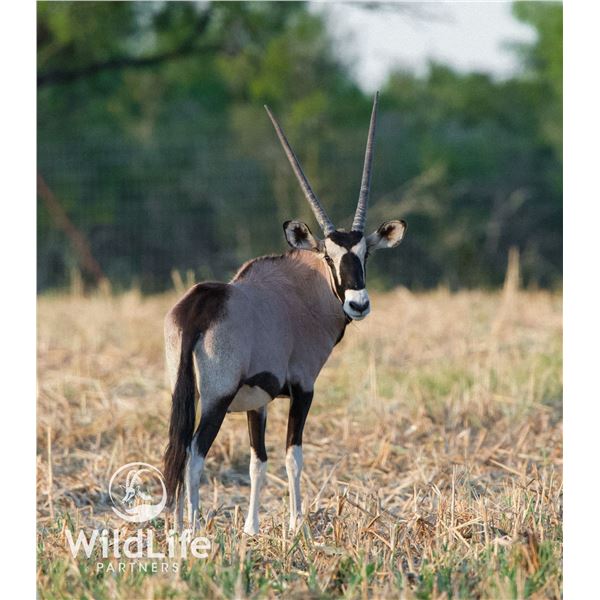 2.0 Gemsbok Yearlings