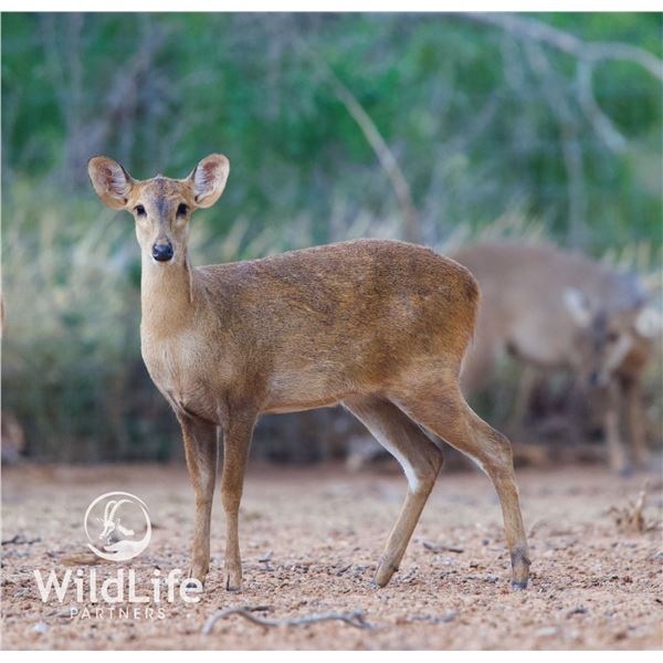 1.2 Hog Deer Yearlings