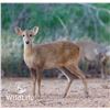 Image 1 : 1.2 Hog Deer Yearlings