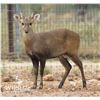 Image 2 : 1.2 Hog Deer Yearlings