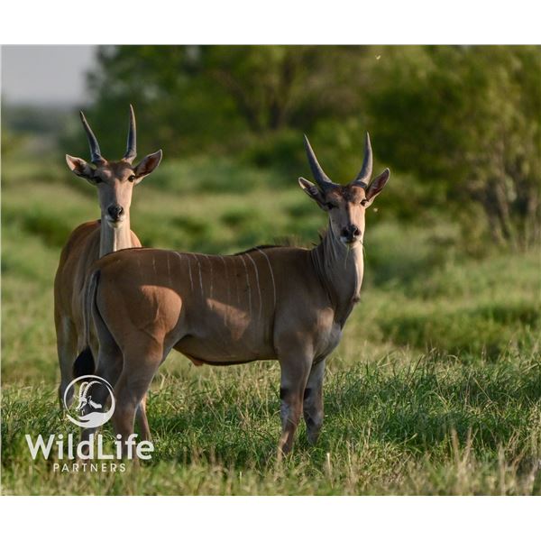 2.0 Eland Yearlings