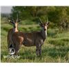 Image 1 : 2.0 Eland Yearlings