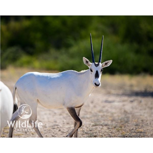 1.2 Arabian Oryx