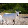 Image 1 : 1.2 Arabian Oryx