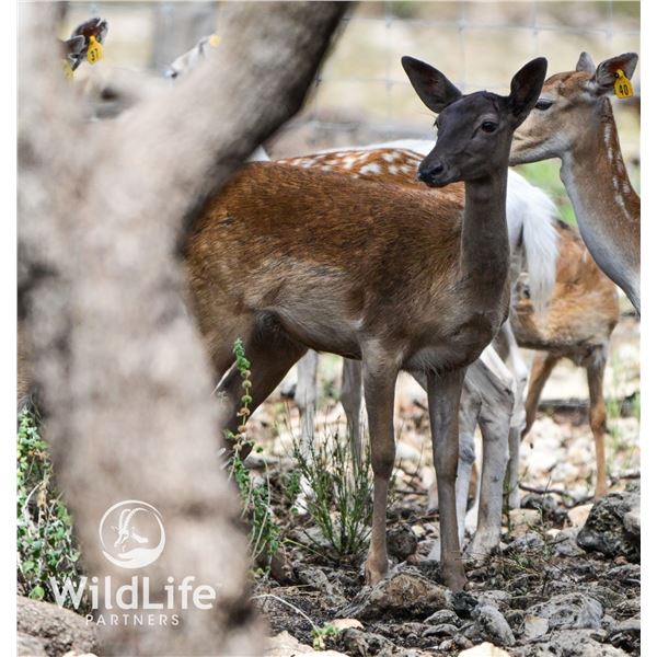 0.4 Chocolate Fallow Yearlings