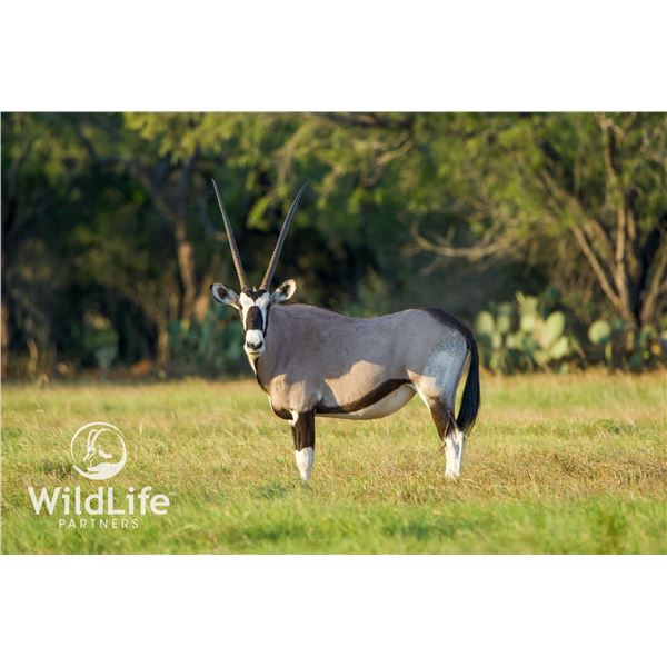 0.2 Gemsbok 3 y/o's Bred