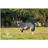 Image 1 : 0.2 Gemsbok 3 y/o's Bred