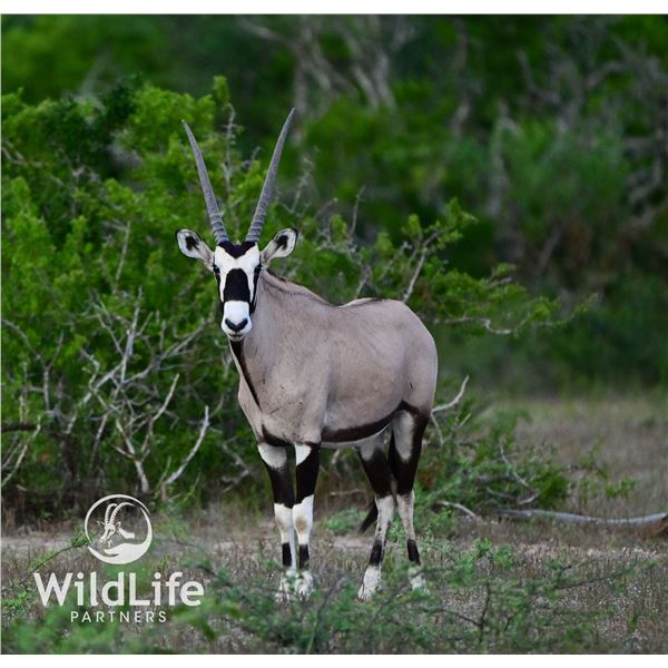 2.0 Gemsbok Yearlings
