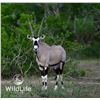 Image 1 : 2.0 Gemsbok Yearlings