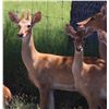 Image 2 : 1.1 Eld's Deer