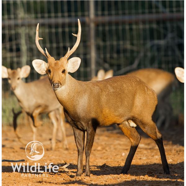 1.2 Hog Deer 3 y/o & Yearlings