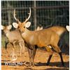 Image 1 : 1.2 Hog Deer 3 y/o & Yearlings