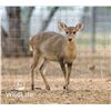 Image 3 : 1.2 Hog Deer 3 y/o & Yearlings