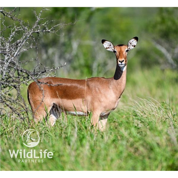 0.2 Mature Impala Bred