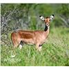 Image 1 : 0.2 Mature Impala Bred