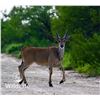 Image 1 : 2.0 Eland Yearlings
