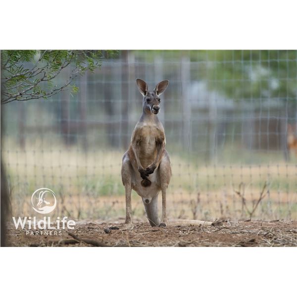 1.2 Red Kangaroo Yearlings