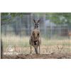 Image 1 : 1.2 Red Kangaroo Yearlings