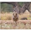 Image 2 : 1.2 Red Kangaroo Yearlings