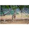 Image 3 : 1.2 Red Kangaroo Yearlings